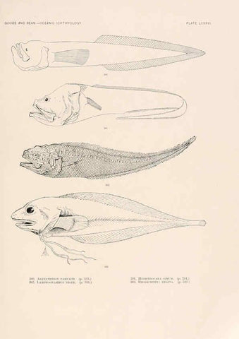 Reproducción/Reproduction 6441802529: Oceanic ichthyology. v.22 atlas. Cambridge, U.S.A. :Printed for the Museum,1896