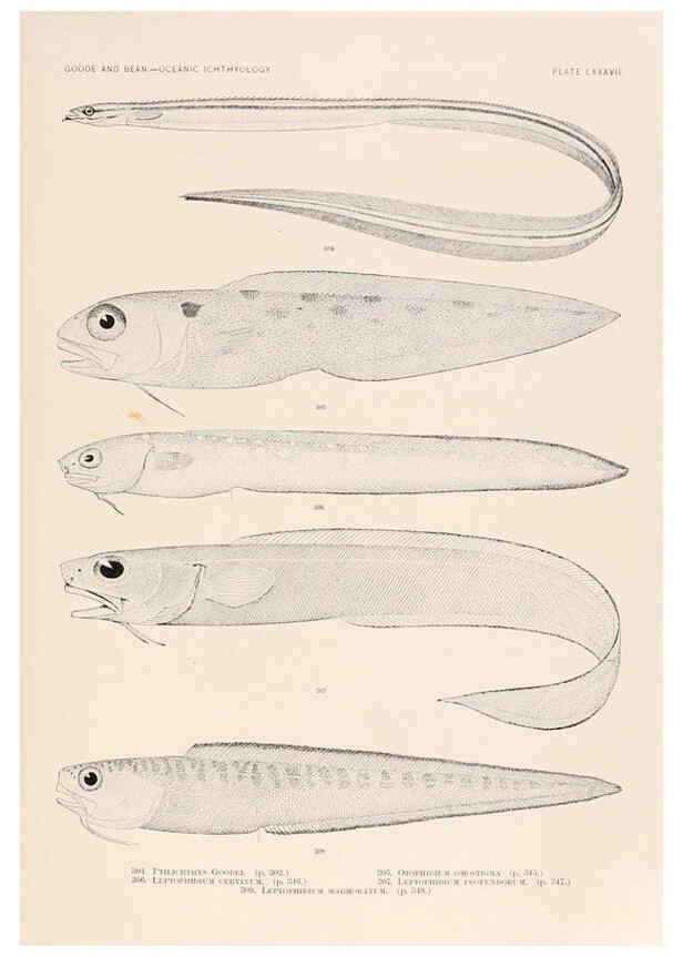 Reproducción/Reproduction 6441802845: Oceanic ichthyology. v.22 atlas. Cambridge, U.S.A. :Printed for the Museum,1896