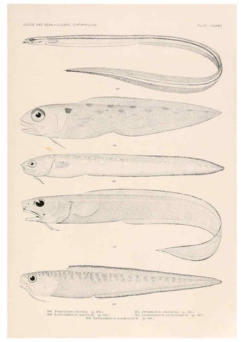 Reproducción/Reproduction 6441802845: Oceanic ichthyology. v.22 atlas. Cambridge, U.S.A. :Printed for the Museum,1896