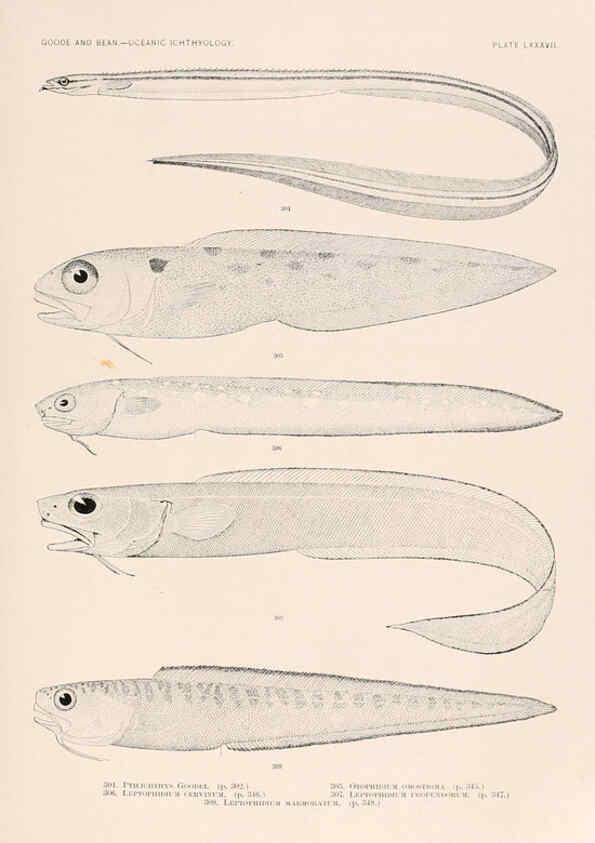 Reproducción/Reproduction 6441802845: Oceanic ichthyology. v.22 atlas. Cambridge, U.S.A. :Printed for the Museum,1896