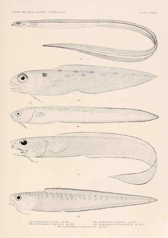Reproducción/Reproduction 6441802845: Oceanic ichthyology. v.22 atlas. Cambridge, U.S.A. :Printed for the Museum,1896