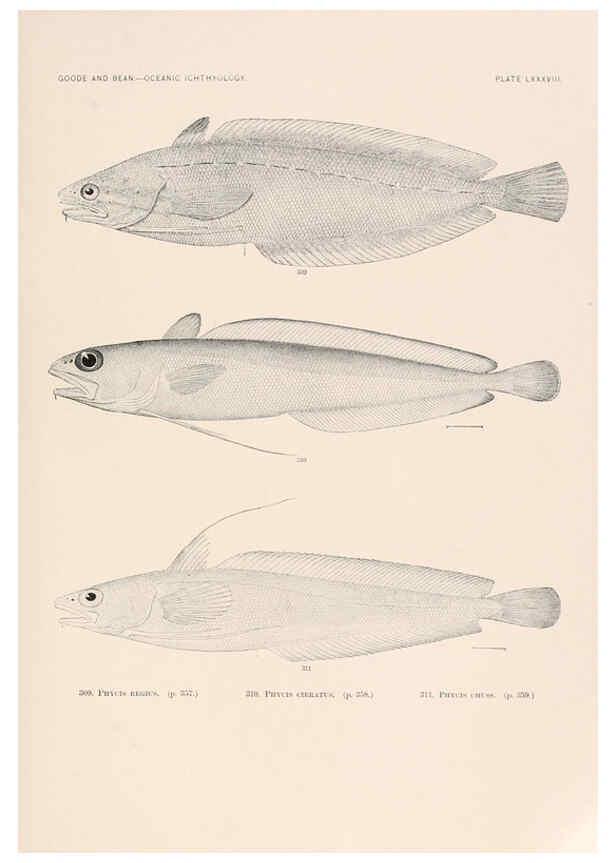 Reproducción/Reproduction 6441803157: Oceanic ichthyology. v.22 atlas. Cambridge, U.S.A. :Printed for the Museum,1896
