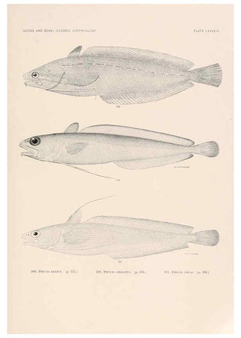 Reproducción/Reproduction 6441803157: Oceanic ichthyology. v.22 atlas. Cambridge, U.S.A. :Printed for the Museum,1896