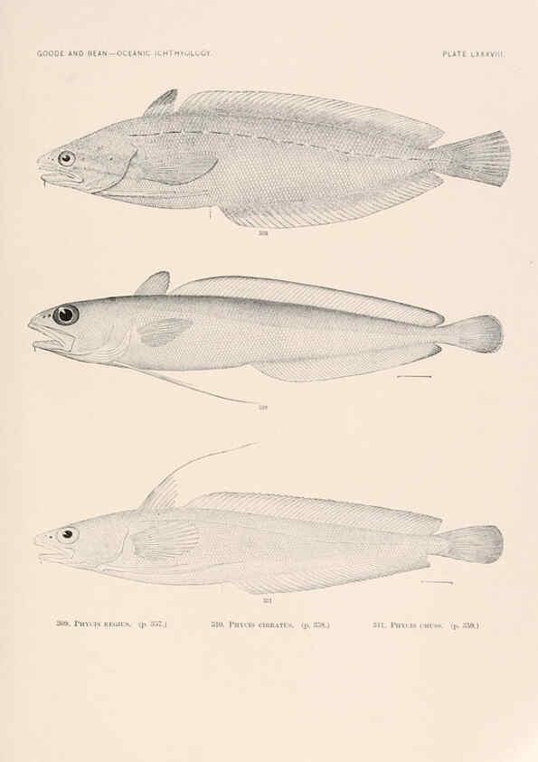 Reproducción/Reproduction 6441803157: Oceanic ichthyology. v.22 atlas. Cambridge, U.S.A. :Printed for the Museum,1896
