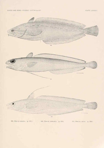 Reproducción/Reproduction 6441803157: Oceanic ichthyology. v.22 atlas. Cambridge, U.S.A. :Printed for the Museum,1896