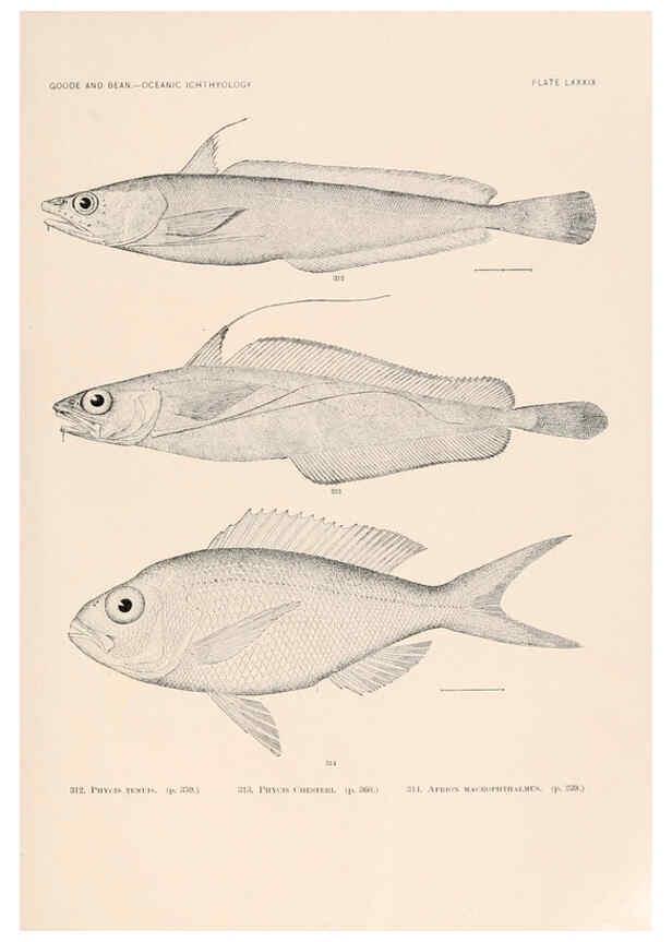 Reproducción/Reproduction 6441803445: Oceanic ichthyology. v.22 atlas. Cambridge, U.S.A. :Printed for the Museum,1896