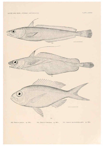 Reproducción/Reproduction 6441803445: Oceanic ichthyology. v.22 atlas. Cambridge, U.S.A. :Printed for the Museum,1896