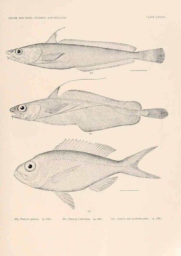 Reproducción/Reproduction 6441803445: Oceanic ichthyology. v.22 atlas. Cambridge, U.S.A. :Printed for the Museum,1896