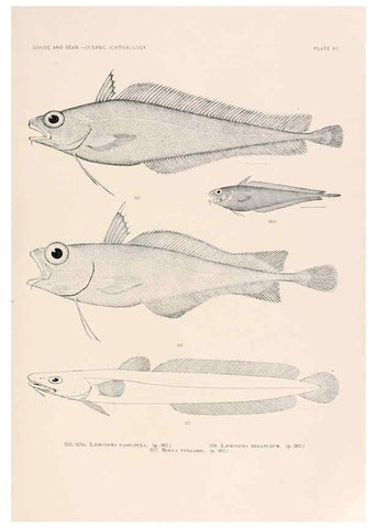 Reproducción/Reproduction 6441803955: Oceanic ichthyology. v.22 atlas. Cambridge, U.S.A. :Printed for the Museum,1896