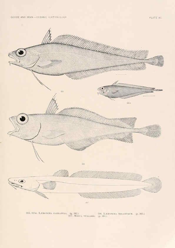 Reproducción/Reproduction 6441803955: Oceanic ichthyology. v.22 atlas. Cambridge, U.S.A. :Printed for the Museum,1896