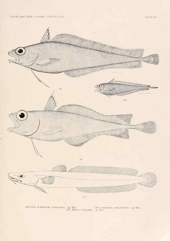 Reproducción/Reproduction 6441803955: Oceanic ichthyology. v.22 atlas. Cambridge, U.S.A. :Printed for the Museum,1896