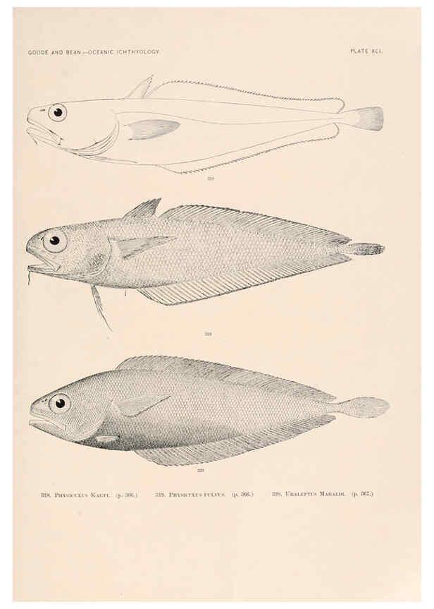 Reproducción/Reproduction 6441804283: Oceanic ichthyology. v.22 atlas. Cambridge, U.S.A. :Printed for the Museum,1896