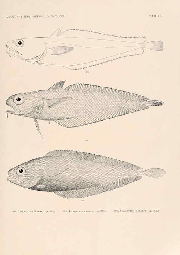 Reproducción/Reproduction 6441804283: Oceanic ichthyology. v.22 atlas. Cambridge, U.S.A. :Printed for the Museum,1896