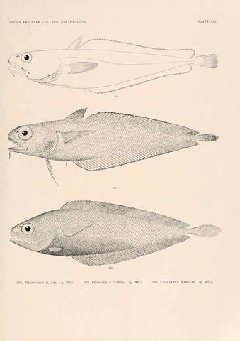 Reproducción/Reproduction 6441804283: Oceanic ichthyology. v.22 atlas. Cambridge, U.S.A. :Printed for the Museum,1896
