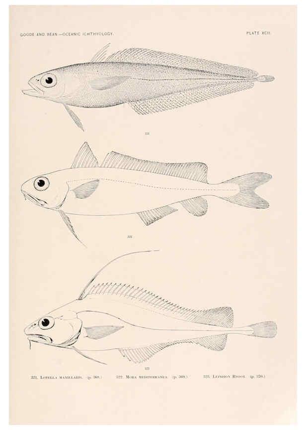Reproducción/Reproduction 6441804739: Oceanic ichthyology. v.22 atlas. Cambridge, U.S.A. :Printed for the Museum,1896