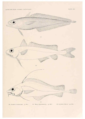 Reproducción/Reproduction 6441804739: Oceanic ichthyology. v.22 atlas. Cambridge, U.S.A. :Printed for the Museum,1896