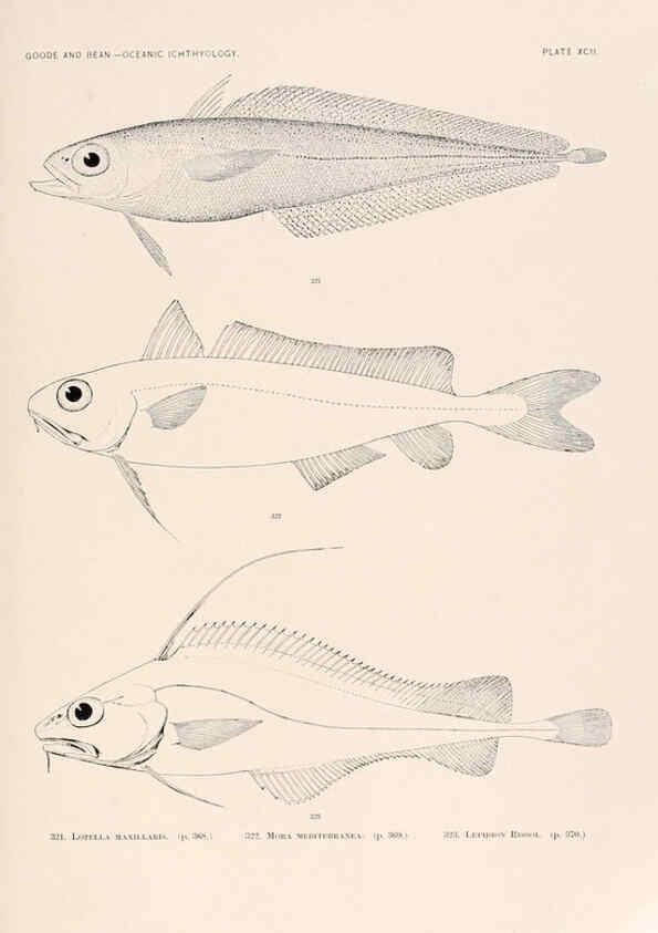 Reproducción/Reproduction 6441804739: Oceanic ichthyology. v.22 atlas. Cambridge, U.S.A. :Printed for the Museum,1896