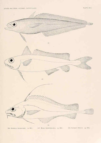 Reproducción/Reproduction 6441804739: Oceanic ichthyology. v.22 atlas. Cambridge, U.S.A. :Printed for the Museum,1896