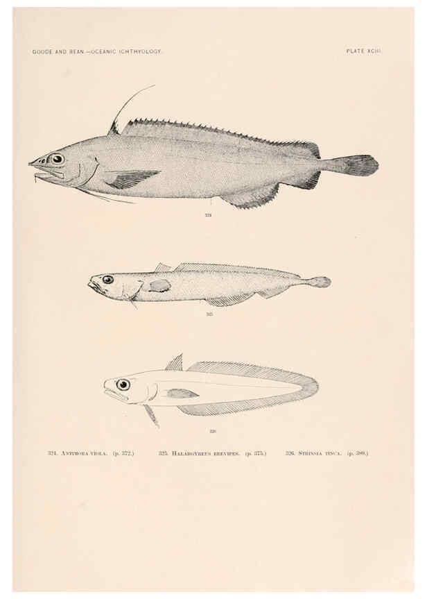 Reproducción/Reproduction 6441805021: Oceanic ichthyology. v.22 atlas. Cambridge, U.S.A. :Printed for the Museum,1896