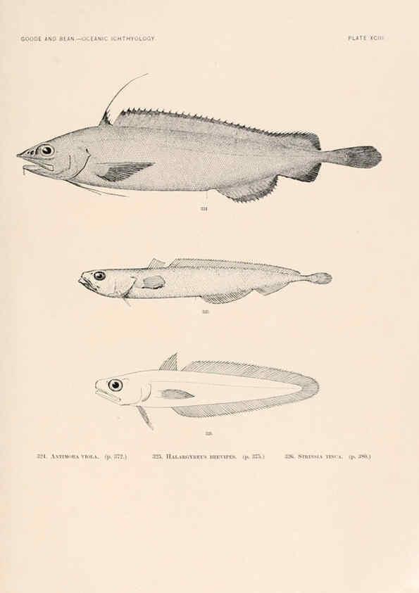 Reproducción/Reproduction 6441805021: Oceanic ichthyology. v.22 atlas. Cambridge, U.S.A. :Printed for the Museum,1896