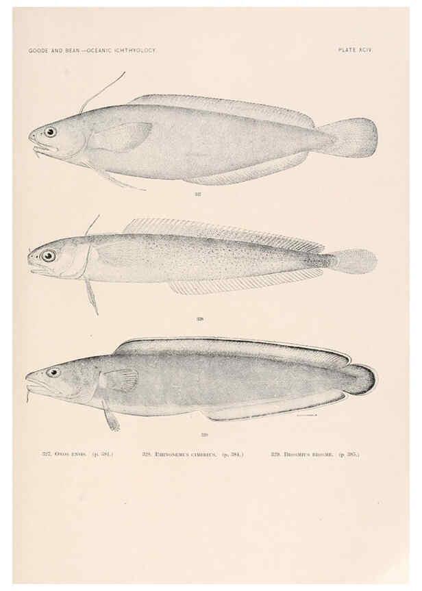 Reproducción/Reproduction 6441805313: Oceanic ichthyology. v.22 atlas. Cambridge, U.S.A. :Printed for the Museum,1896