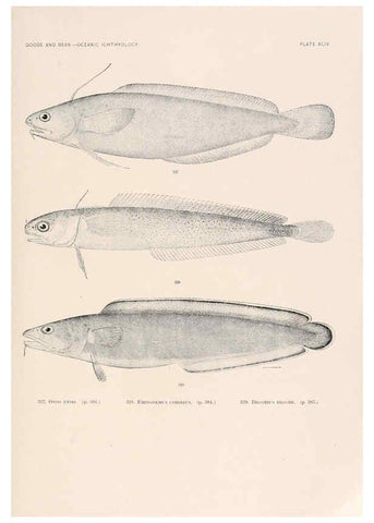 Reproducción/Reproduction 6441805313: Oceanic ichthyology. v.22 atlas. Cambridge, U.S.A. :Printed for the Museum,1896