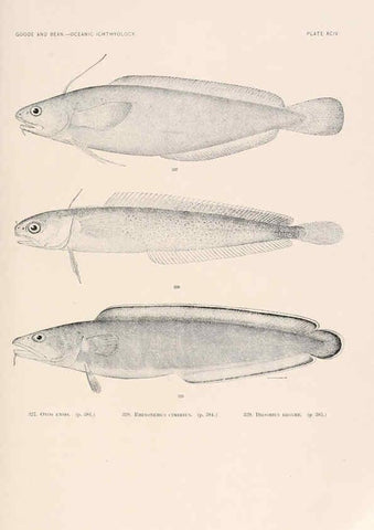 Reproducción/Reproduction 6441805313: Oceanic ichthyology. v.22 atlas. Cambridge, U.S.A. :Printed for the Museum,1896