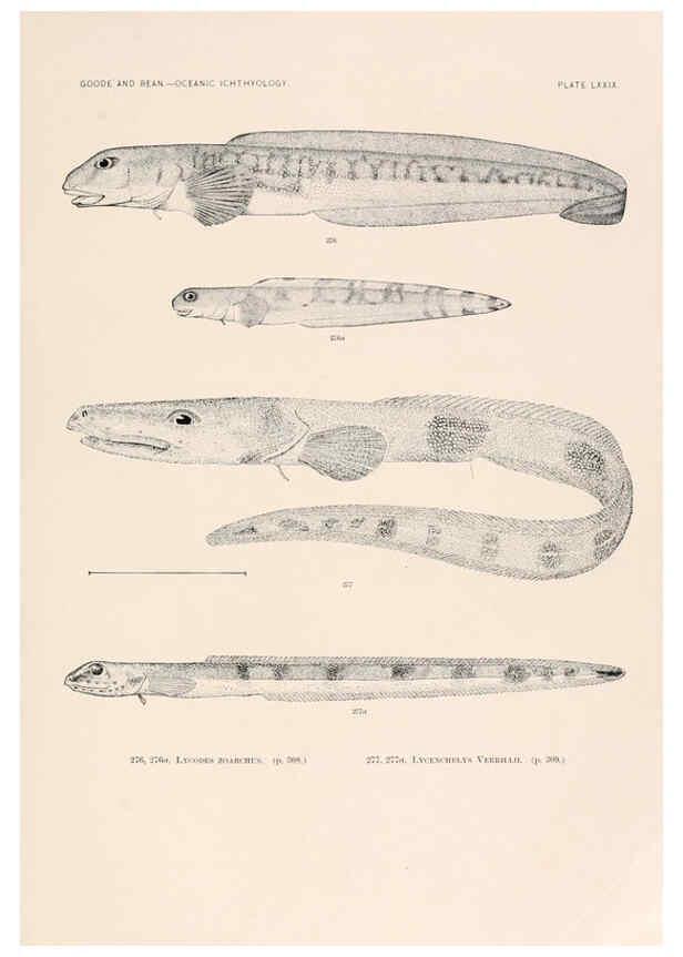 Reproducción/Reproduction 6441800201: Oceanic ichthyology. v.22 atlas. Cambridge, U.S.A. :Printed for the Museum,1896