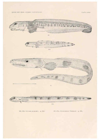 Reproducción/Reproduction 6441800201: Oceanic ichthyology. v.22 atlas. Cambridge, U.S.A. :Printed for the Museum,1896