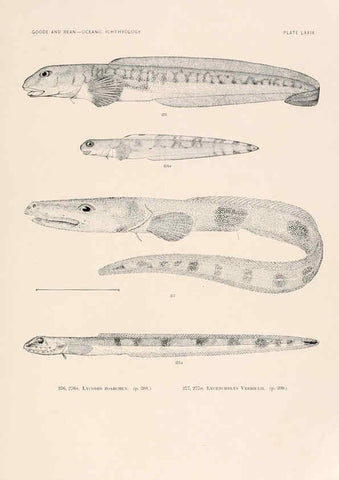 Reproducción/Reproduction 6441800201: Oceanic ichthyology. v.22 atlas. Cambridge, U.S.A. :Printed for the Museum,1896