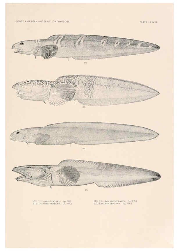 Reproducción/Reproduction 6441799853: Oceanic ichthyology. v.22 atlas. Cambridge, U.S.A. :Printed for the Museum,1896
