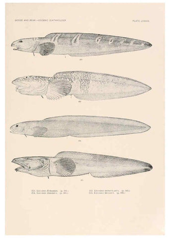 Reproducción/Reproduction 6441799853: Oceanic ichthyology. v.22 atlas. Cambridge, U.S.A. :Printed for the Museum,1896