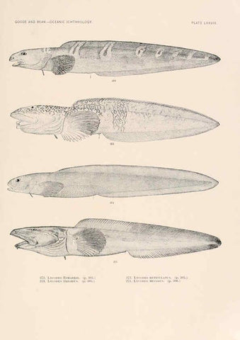 Reproducción/Reproduction 6441799853: Oceanic ichthyology. v.22 atlas. Cambridge, U.S.A. :Printed for the Museum,1896