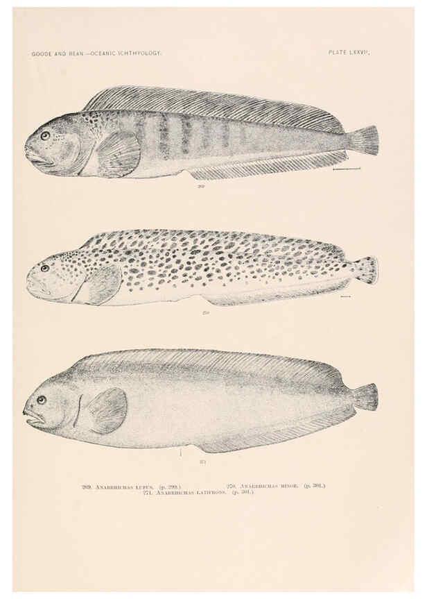 Reproducción/Reproduction 6441799509: Oceanic ichthyology. v.22 atlas. Cambridge, U.S.A. :Printed for the Museum,1896