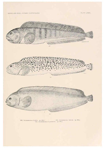 Reproducción/Reproduction 6441799509: Oceanic ichthyology. v.22 atlas. Cambridge, U.S.A. :Printed for the Museum,1896