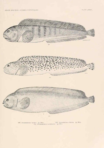 Reproducción/Reproduction 6441799509: Oceanic ichthyology. v.22 atlas. Cambridge, U.S.A. :Printed for the Museum,1896