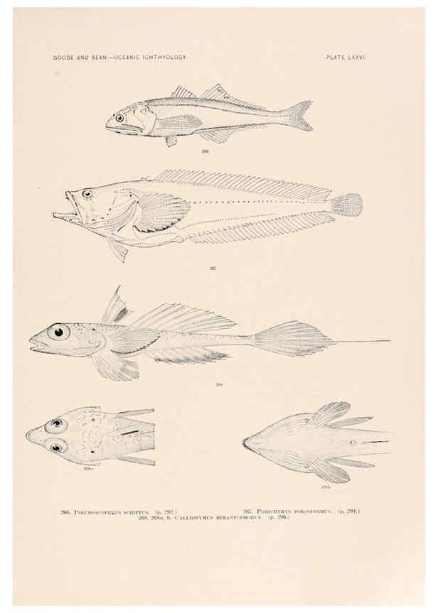 Reproducción/Reproduction 6441799183: Oceanic ichthyology. v.22 atlas. Cambridge, U.S.A. :Printed for the Museum,1896