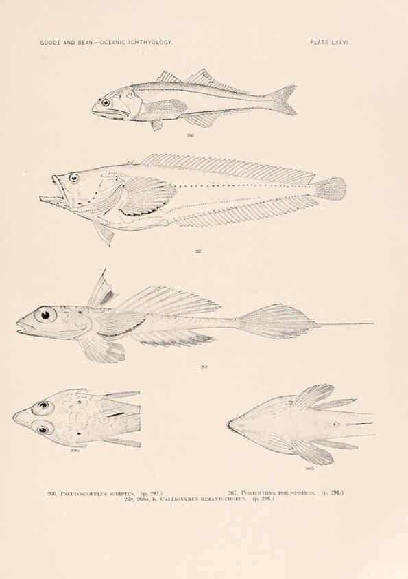 Reproducción/Reproduction 6441799183: Oceanic ichthyology. v.22 atlas. Cambridge, U.S.A. :Printed for the Museum,1896
