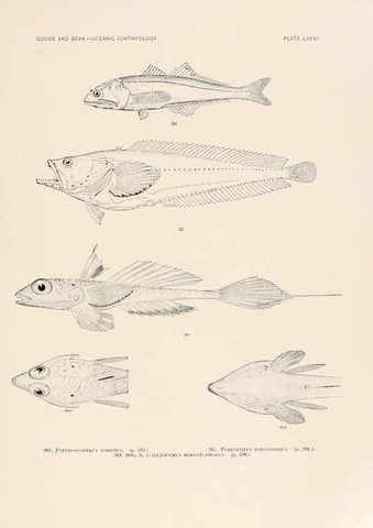 Reproducción/Reproduction 6441799183: Oceanic ichthyology. v.22 atlas. Cambridge, U.S.A. :Printed for the Museum,1896