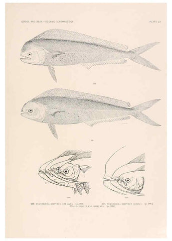 Reproducción/Reproduction 6441793323: Oceanic ichthyology. v.22 atlas. Cambridge, U.S.A. :Printed for the Museum,1896