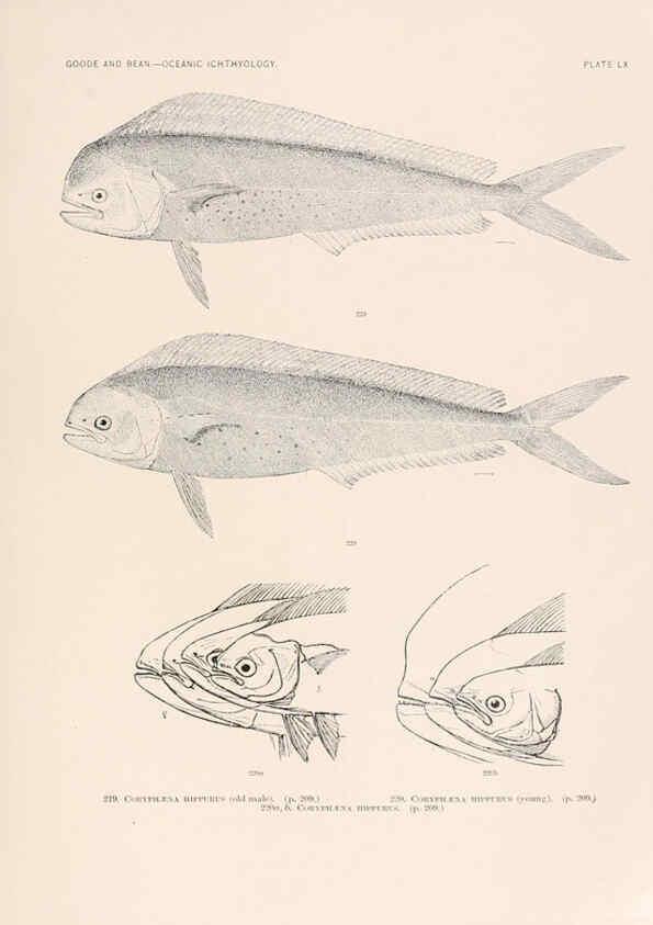 Reproducción/Reproduction 6441793323: Oceanic ichthyology. v.22 atlas. Cambridge, U.S.A. :Printed for the Museum,1896