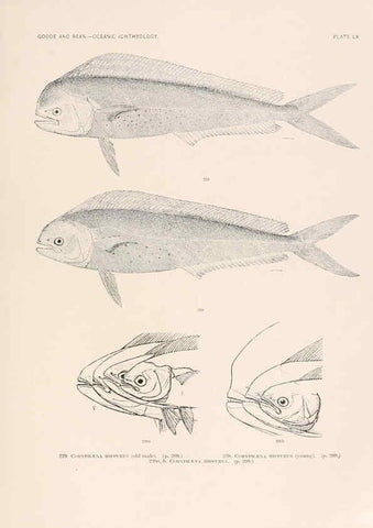Reproducción/Reproduction 6441793323: Oceanic ichthyology. v.22 atlas. Cambridge, U.S.A. :Printed for the Museum,1896