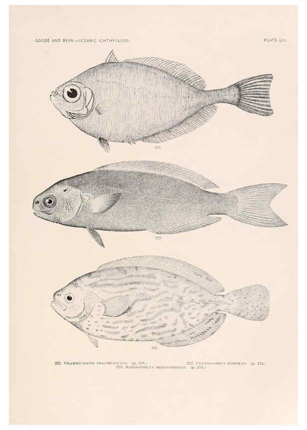 Reproducción/Reproduction 6441793667: Oceanic ichthyology. v.22 atlas. Cambridge, U.S.A. :Printed for the Museum,1896