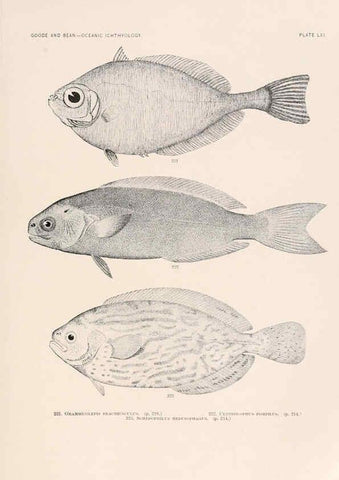 Reproducción/Reproduction 6441793667: Oceanic ichthyology. v.22 atlas. Cambridge, U.S.A. :Printed for the Museum,1896