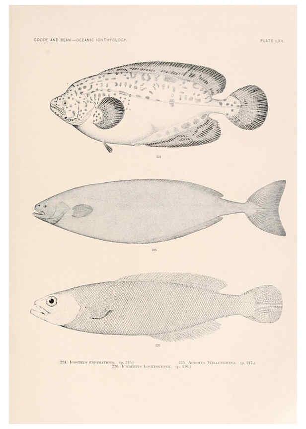 Reproducción/Reproduction 6441793977: Oceanic ichthyology. v.22 atlas. Cambridge, U.S.A. :Printed for the Museum,1896