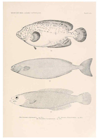 Reproducción/Reproduction 6441793977: Oceanic ichthyology. v.22 atlas. Cambridge, U.S.A. :Printed for the Museum,1896