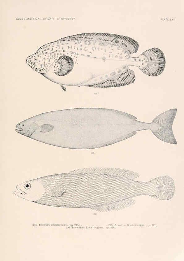 Reproducción/Reproduction 6441793977: Oceanic ichthyology. v.22 atlas. Cambridge, U.S.A. :Printed for the Museum,1896
