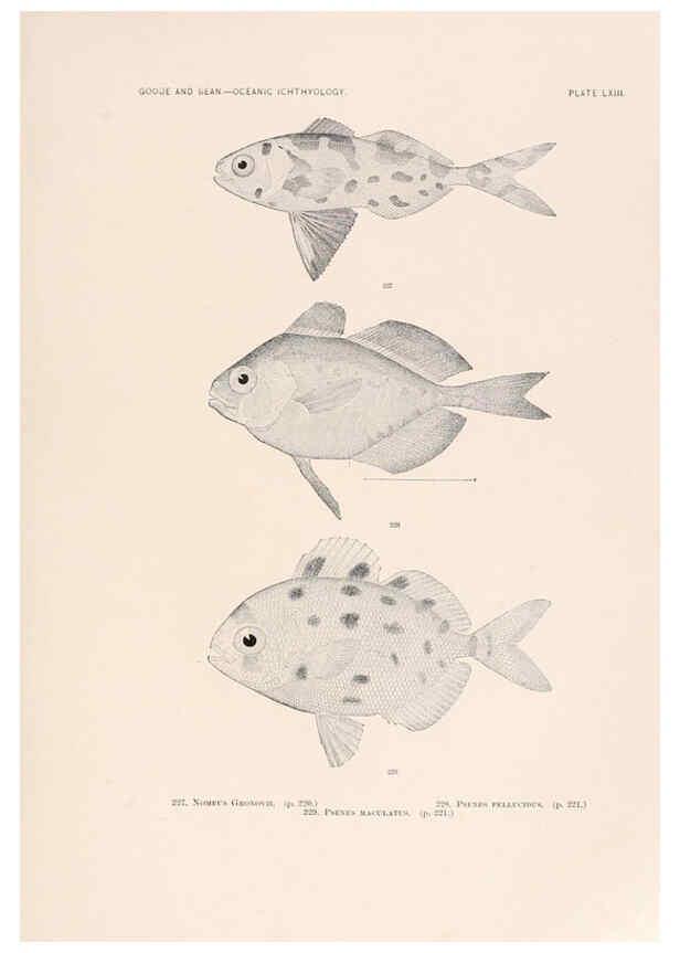 Reproducción/Reproduction 6441794277: Oceanic ichthyology. v.22 atlas. Cambridge, U.S.A. :Printed for the Museum,1896