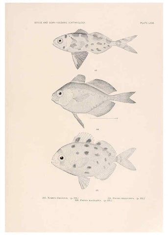 Reproducción/Reproduction 6441794277: Oceanic ichthyology. v.22 atlas. Cambridge, U.S.A. :Printed for the Museum,1896