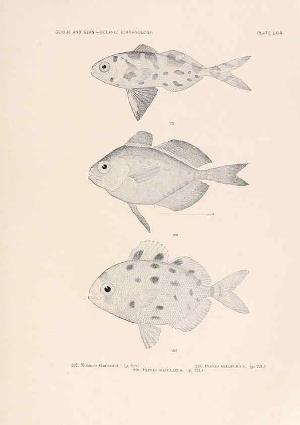 Reproducción/Reproduction 6441794277: Oceanic ichthyology. v.22 atlas. Cambridge, U.S.A. :Printed for the Museum,1896